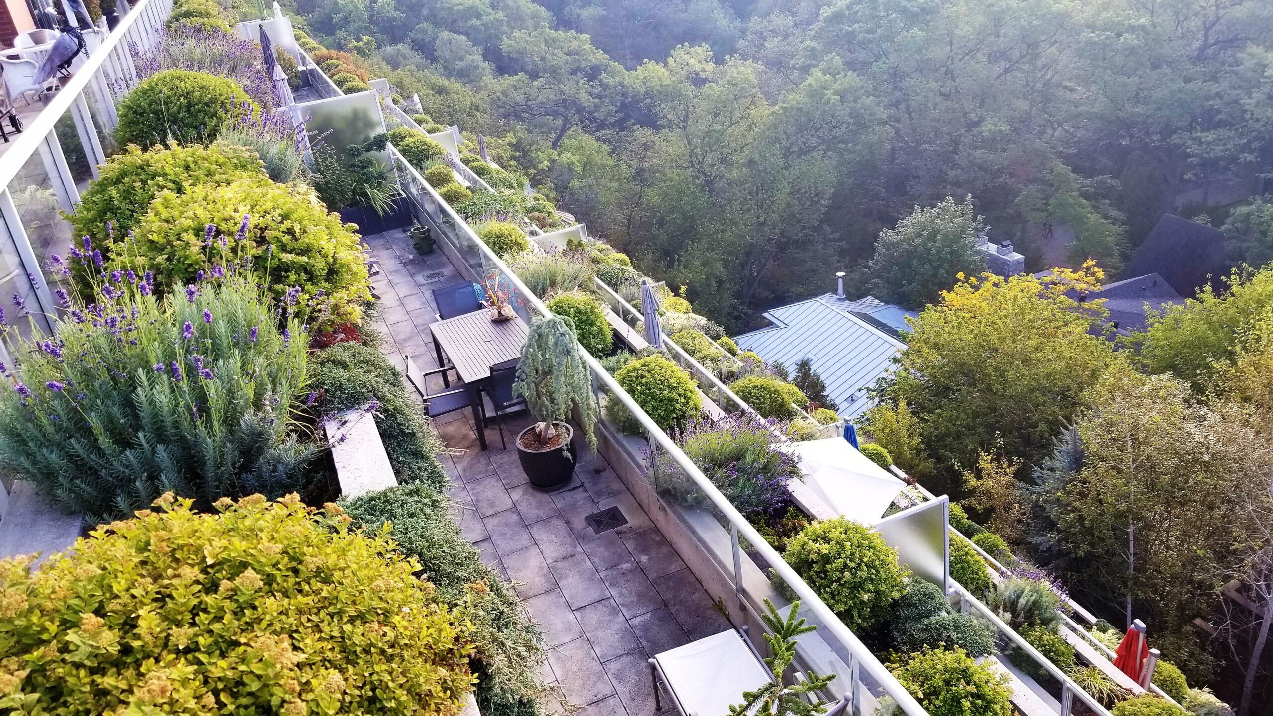 Maintenance 7 specialized plant care