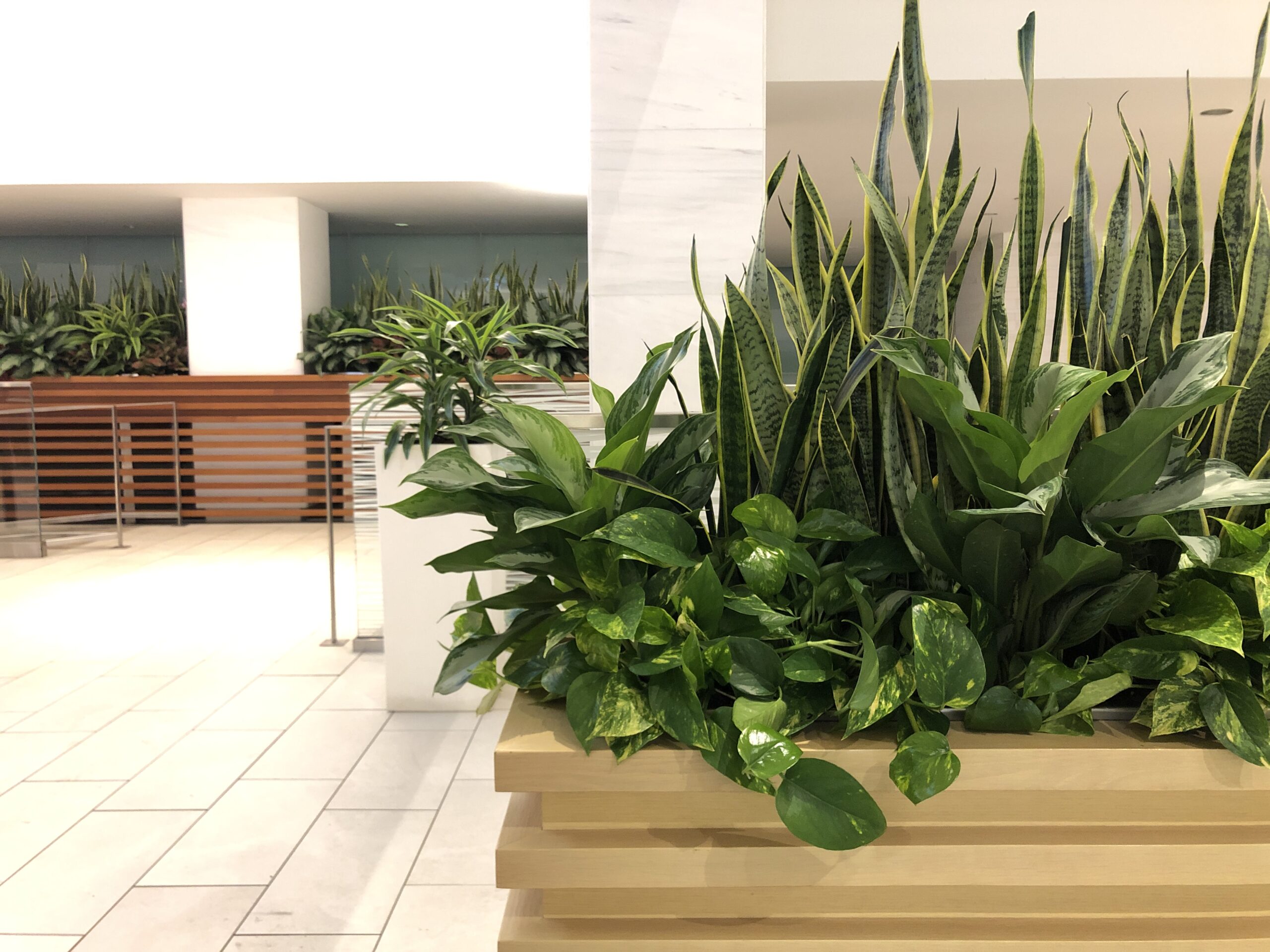 Interior 8 planting interiors tropicals