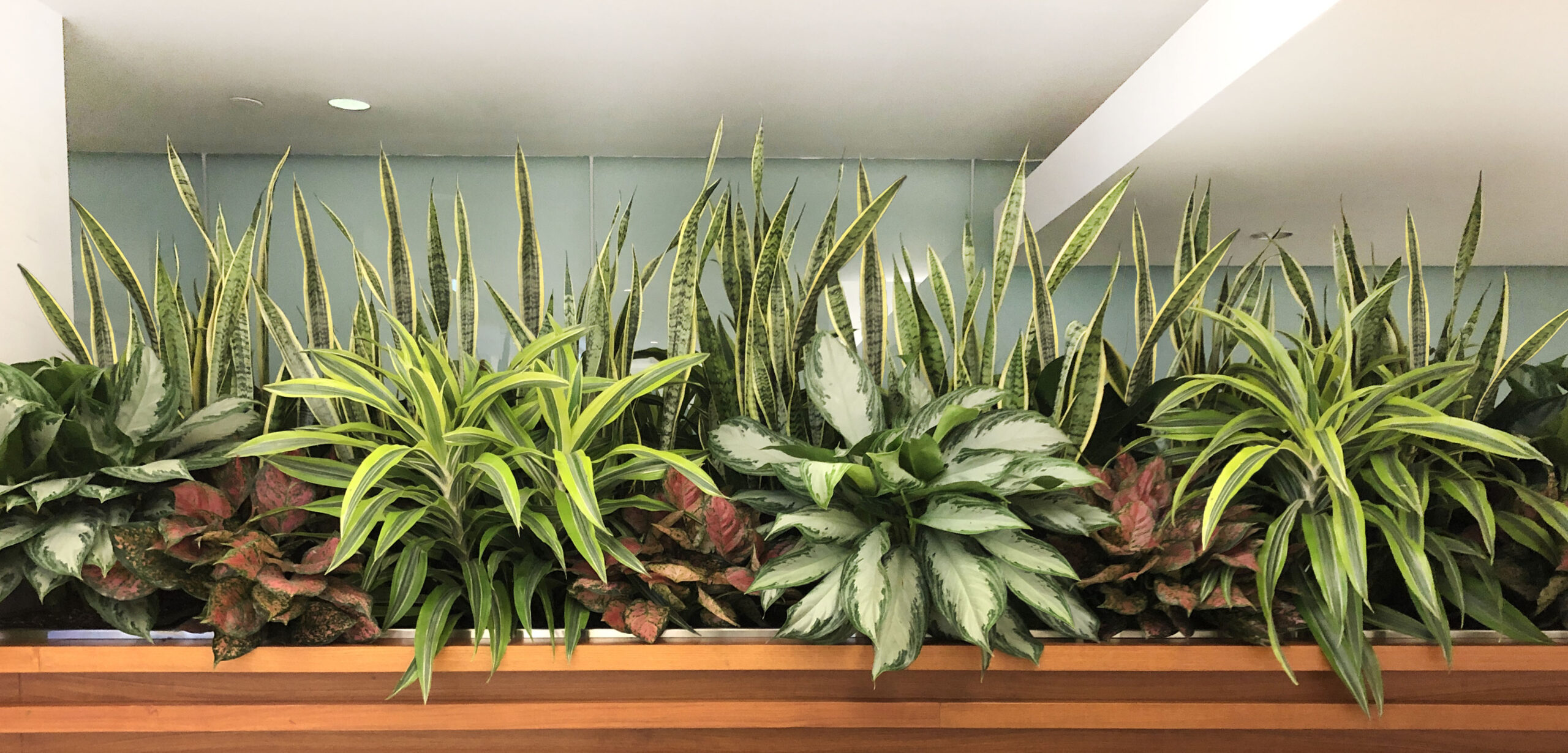 Interior 2 interior plantscapes